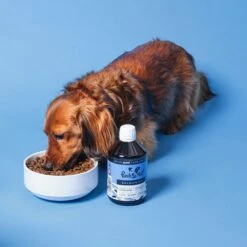 Pooch And Mutt Canine And Feline Scottish Salmon Oil 500ml 7 Pooch And Mutt Canine And Feline Scottish Salmon Oil 500ml -Pet Supplies Sale dog eating dry food with natural salmon oil supplement